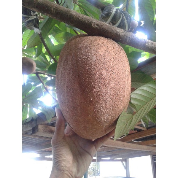 ♤เมล็ด ละมุดยักษ์ ซาโปเต้ Mamey Sapote ละมุดยัก นำเข้าจากเม็กซิโก ล็อต