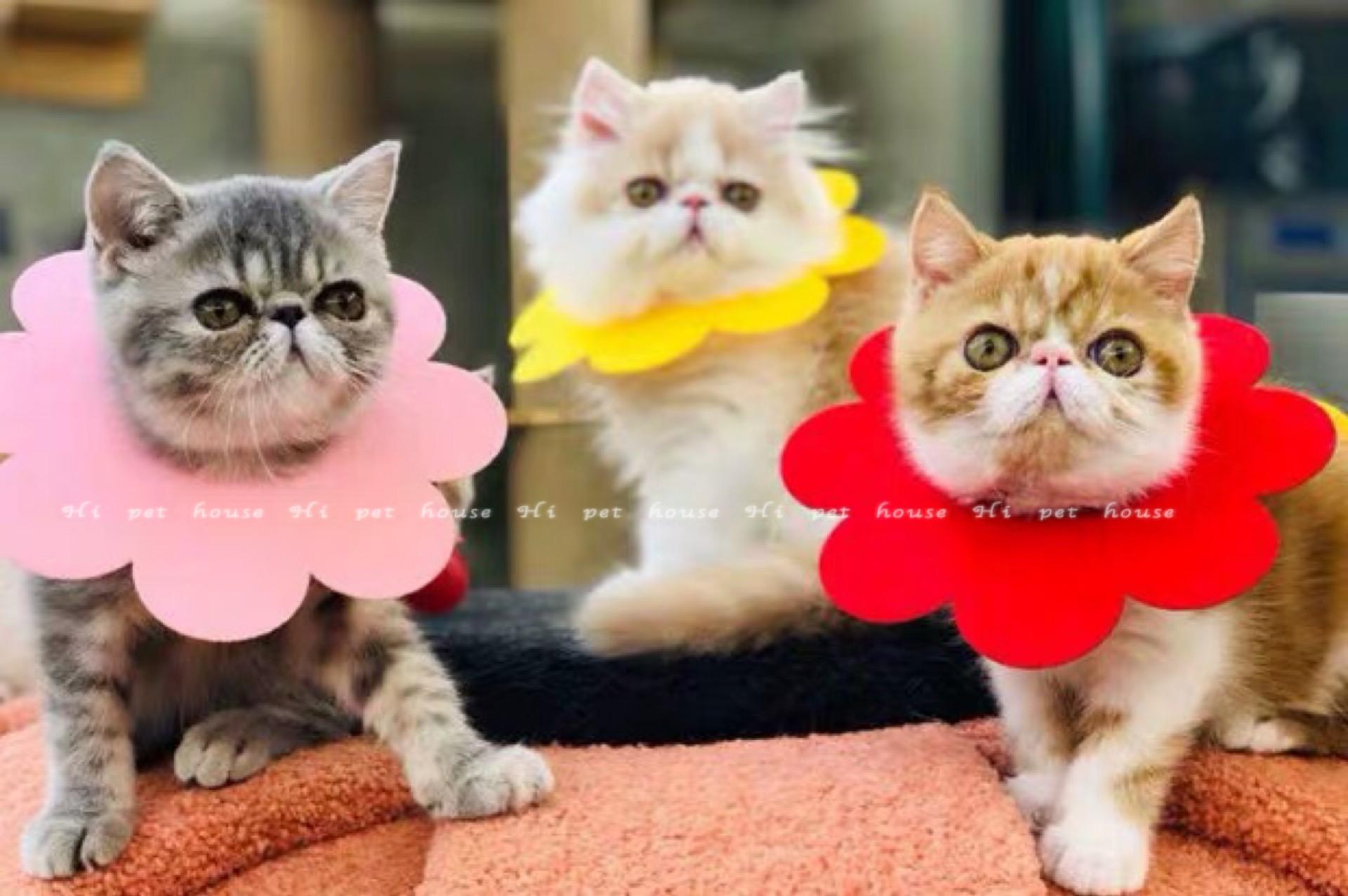 Cat ผ้าขนหนูลายดอกไม้ elizabeth Red แหวนป้องกัน