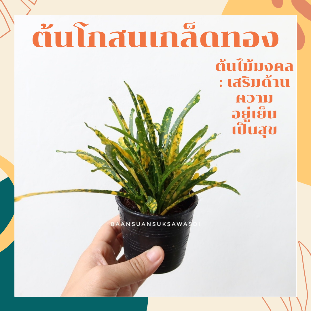 ต้นโกสนเกล็ดทอง ในกระถาง 3 นิ้ว พร้อมตั้ง ต้นไม้มงคล | Lazada.co.th