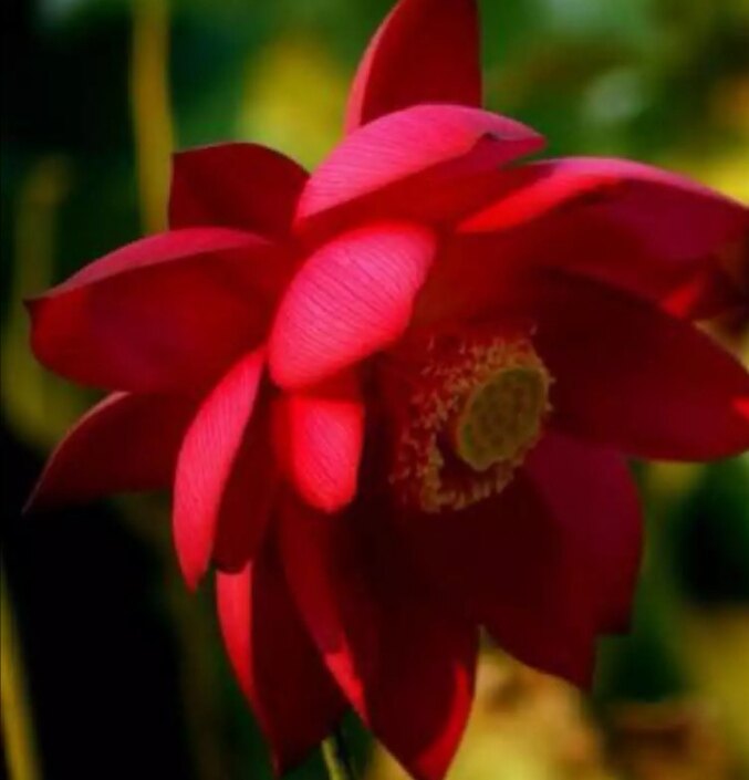 เมล็ดบัวดอกสีแดง ดอกใหญ่ ของแท้ 100% เมล็ดพันธ์ุบัว ดอกบัว ปลูกบัว เม็ดบัว สวนบัว 9 เมล็ด