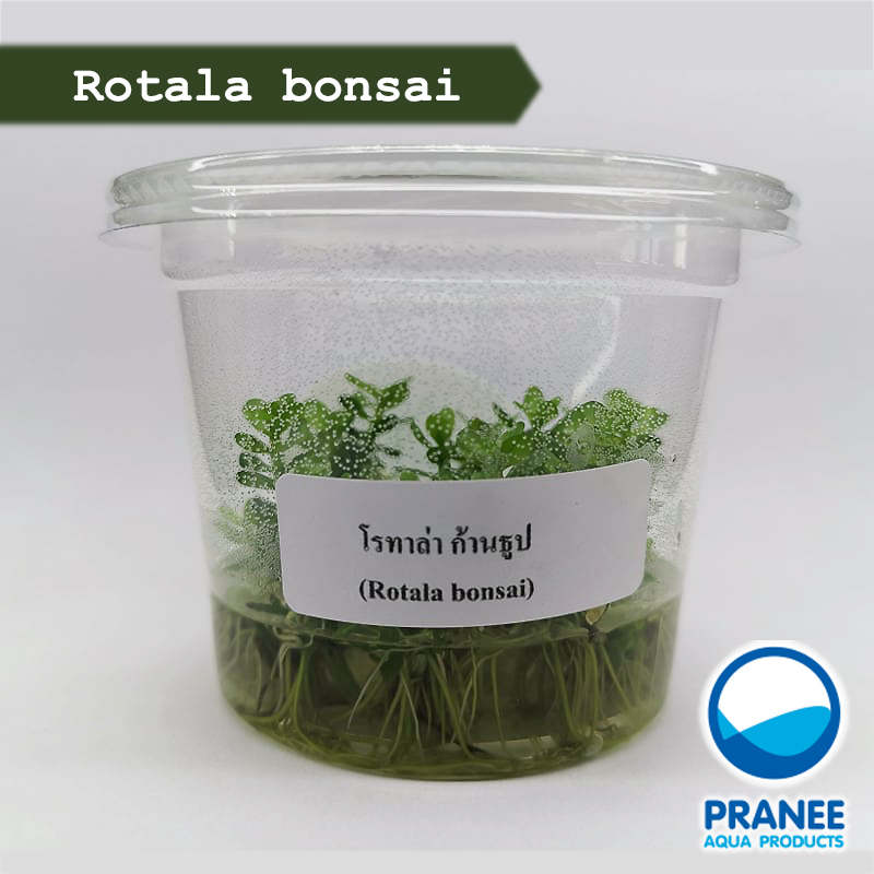 Rotala bonsai (ก้านธูป) ในรูปแบบเนื้อเยื่อ
