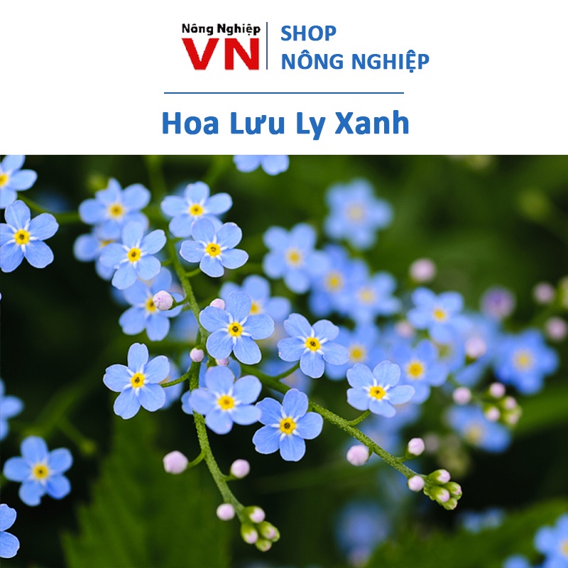 Hạt giống hoa lưu ly xanh 150h