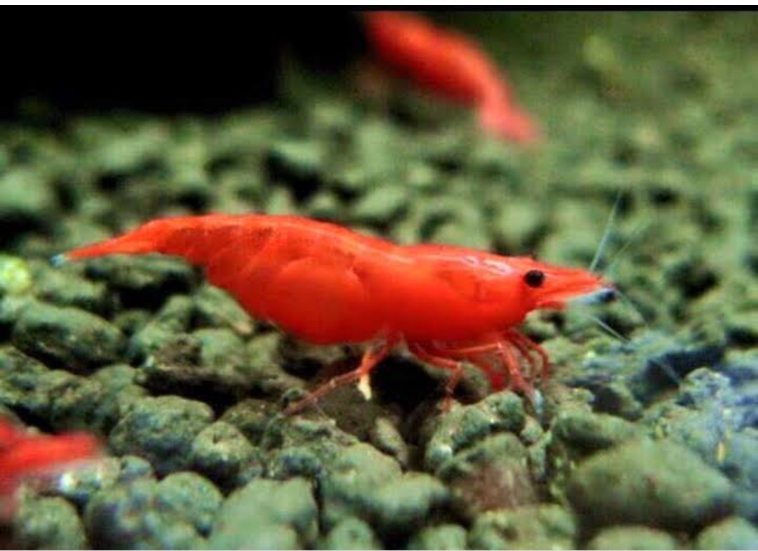 กุ้งแคระ เชอรี่เรด ไฟต์เรด สีแดง จำนวน4ตัว (Cherry Shrimp)รับประกันความเสียหาย