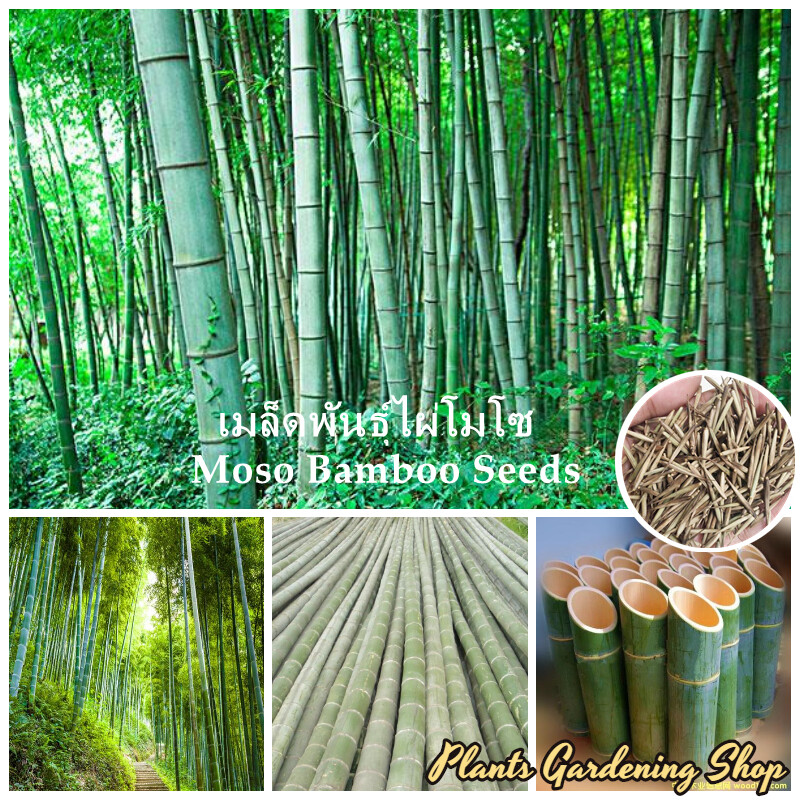 Comment planter des graines de bambou bleu à l'intérieur