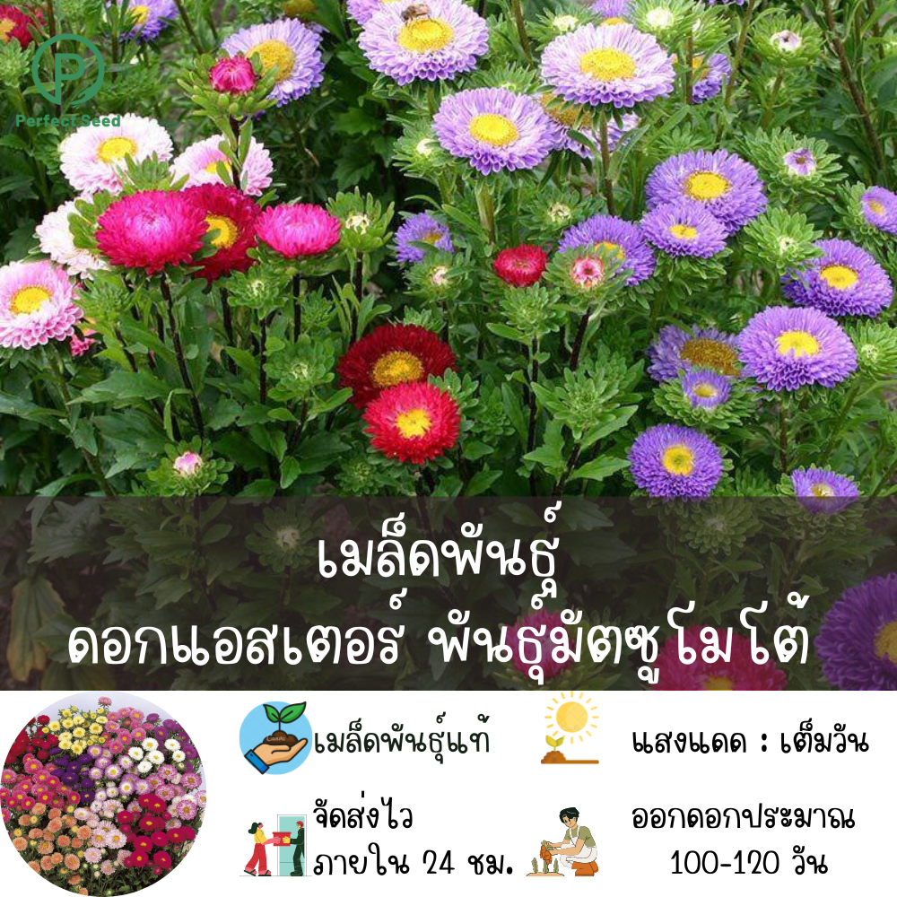 เมล็ดพันธุ์ ดอกแอสเตอร์ พันธุ์มัตซูโมโต้ (Aster Matsumoto) 40 เมล็ด ...