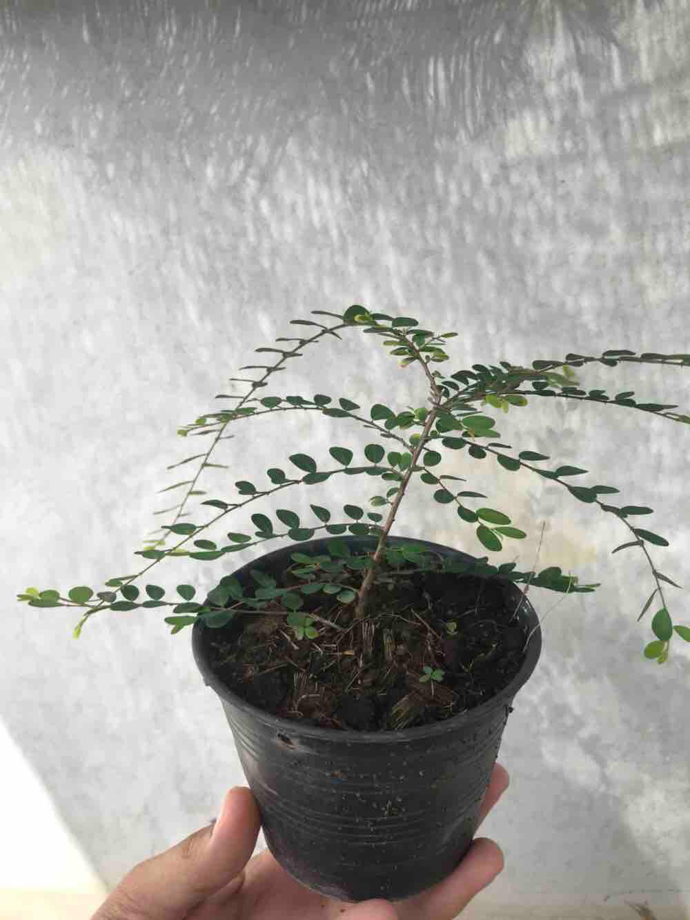 ต้นเพรมน่า