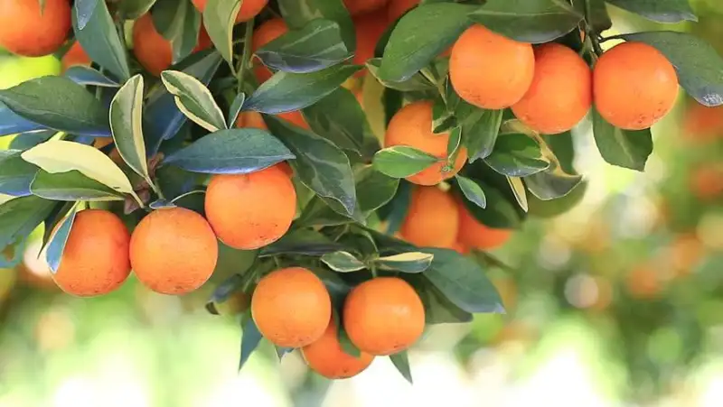ภาพหน้าปกสินค้า️ ส้มไร้เมล็ด ส้มผลไม้มงคล สรรพคุณของส้ม ส้มคัดพิเศษ 500 กรัม ส้มเปลือกบาง หวานฉ่ำ เก็บได้นาน 15-20 วัน 14 วัน ยิ่งเก็บนานยิ่งหวานฉ่ำ จากร้าน HONG NON บน Lazada
