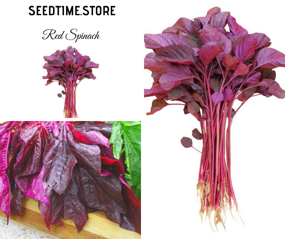 เมล็ด ผักโขมแดง Red Spinach Amaranth Lazada.co.th