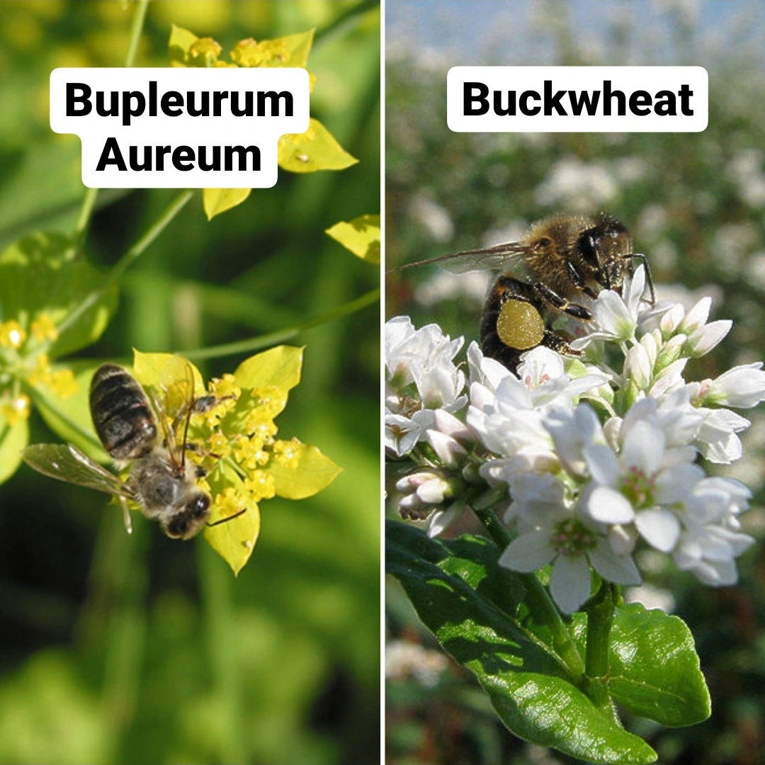 รูปภาพเพิ่มเติมของ เกสรผึ้งจากไซบีเรีย Organic Bee Pollen from Siberian Taiga Forest