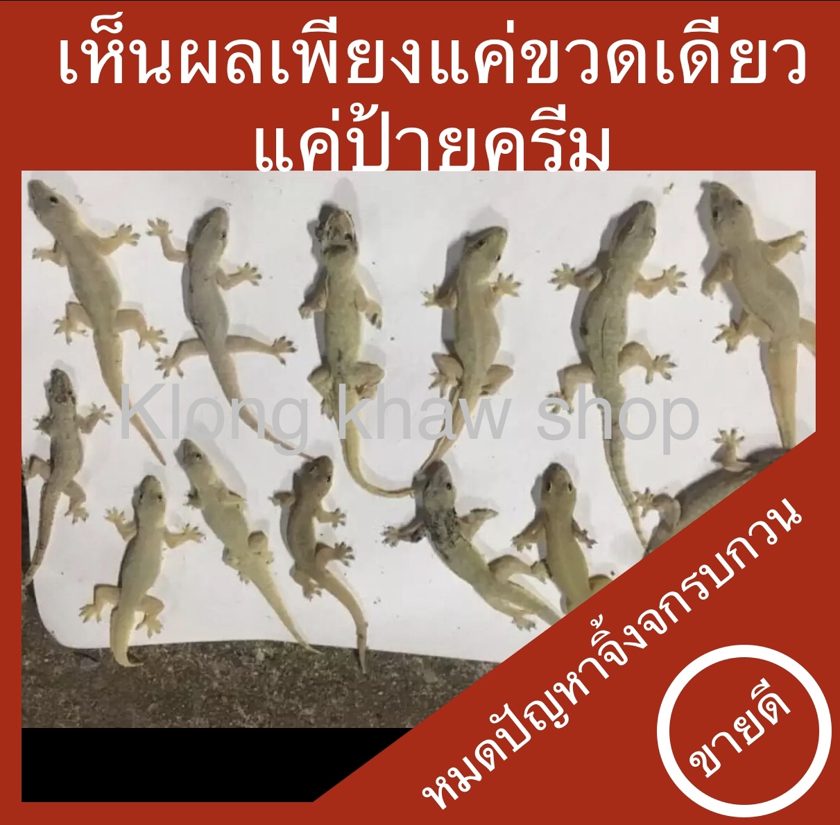 ส นค าขายด คร มกำจ ดจ งจก ตราบ านไทยของแท กำจ ดจ งจก ต กแก แมลงสาบ 1ขวด 30 มล ใช ได เป นป เพ ยงแค ป ายให ก นบร เวณใกล หลอดไฟ