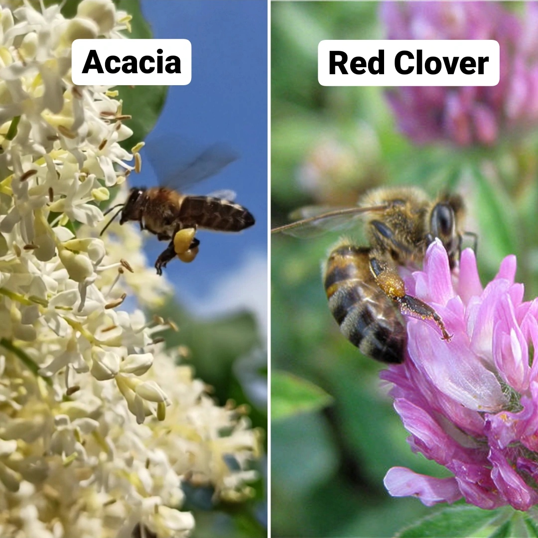 รูปภาพเพิ่มเติมของ เกสรผึ้งจากไซบีเรีย Organic Bee Pollen from Siberian Taiga Forest