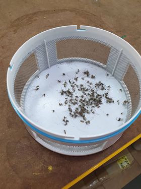 ภาพประกอบคำอธิบาย เครื่องดักยุง และแมลง PORTOTI PR-25MB Mosquito Pest Killer LED เครื่องไล่ยุง โคมไฟดักยุงของแท้ ระวังของเลียนแบบ ver.2  หลอด LED จากญี่ปุ่นทนกว่าเดิม